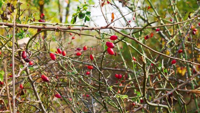 Red Rose Hip on bush in nature. For food and medicine