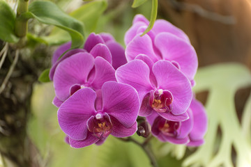 Naklejka na ściany i meble Bunch of pink orchids