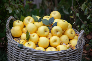 Big basket with yellow apples