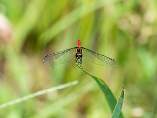 sympetrum risi yosico meadowhawk darter dragonfly 1