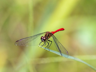 sympetrum risi yosico meadowhawk darter dragonfly 2