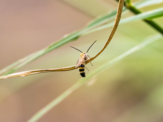 Lasioglossum japonicum sweat bee on a vine 2