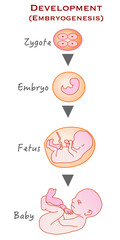 From zygote to infant.  Formation, development and growth stages. Zygote, embryo, fetus, baby. drawing vector illustration