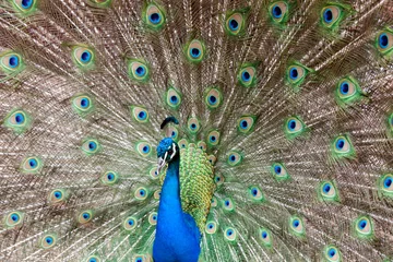 Fotobehang showy peacock © markrhiggins