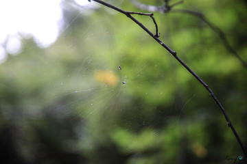 spider and spider web
