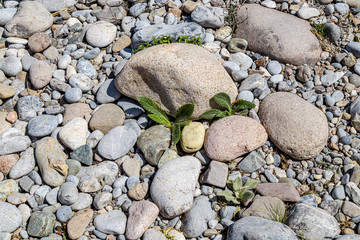 Scanty green plants among natural stones