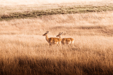 African safaris and Landscapes