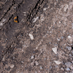 Silver-washed Fritillary Argynnis paphia butterfly on the ground