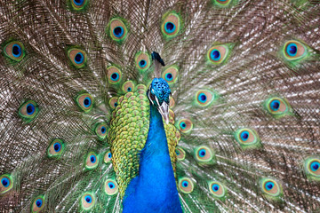 Fototapeta na wymiar showy peacock