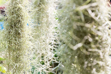 Natural 'curtain' formed by Spanish moss. Spanish moss close up. Grey natural background. Tillandsia usneoides nature blurred background.  Tillandsia usneoides Is a plant in the pineapple family.