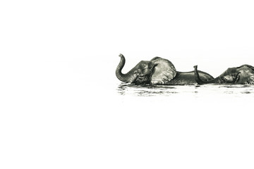 Fototapeta premium African safaris and Landscapes