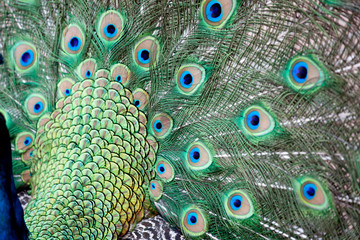 showy peacock