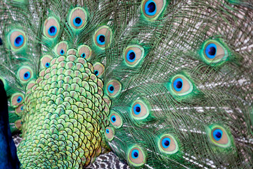 Obraz premium showy peacock