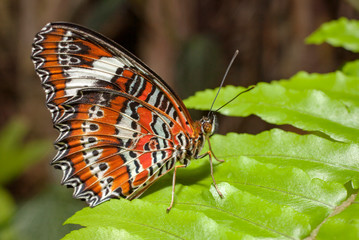 Obraz premium Cethosia hypsea hypsina (Malay Lacewing)