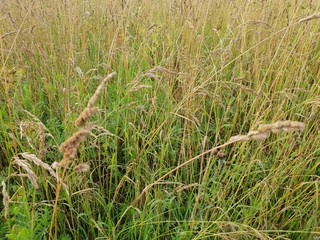Rural agriculture field landscape