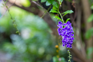 The blossoming weet of Purple inflorescence flower. image for background, wallpaper, copy space, backdrop and objects. beautiful nature background