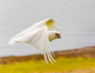 Licmetis is a subgenus of the white cockatoos. They are collectively known as corellas in Australia. Three of the six species are found in Australia..