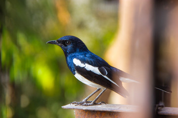 Oriental magpie-robin 