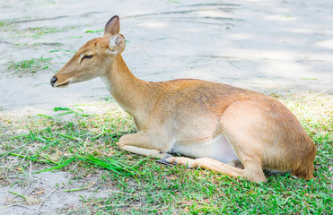 Female antelope in an open zoo
