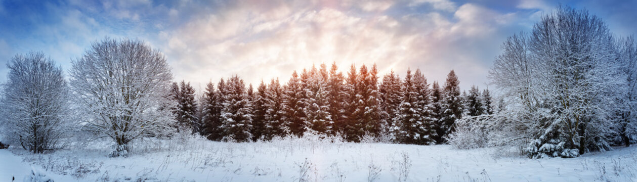 Pine trees in winter landscape at sunset