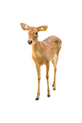Female antelope on a white background