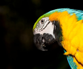 blue macaw