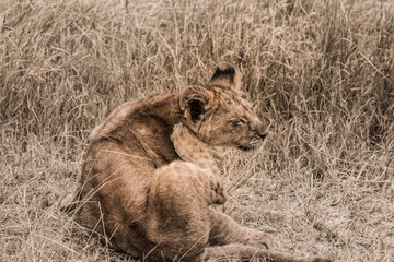Obraz premium African Safaris