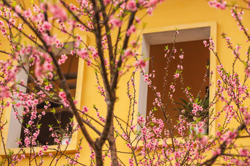 Blooming Peach cherry trees next to ancient window.