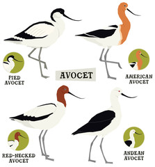 Birds collection Avocet birds Vector illustration Isolated object