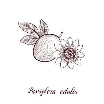 Featured image of post Passion Flower Vector : Discover 927 free flower vector png images with transparent backgrounds.