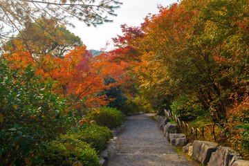 Fototapeta na wymiar japan autumn