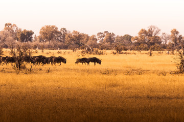 Fototapeta na wymiar African Safaris