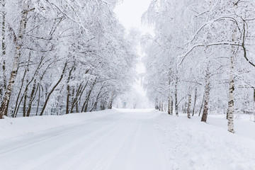 Scenic image of spruces trees. Frosty day, calm wintry scene. Location Russia. Great picture of wild area. Tourism or Christmas concept.