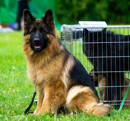 Shepherd dog at the show