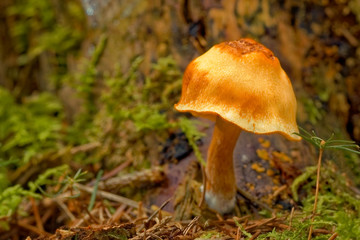 Pilze