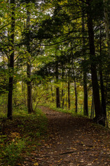 Fototapeta premium Path in the Woods