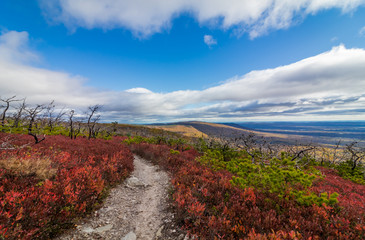 Miles of huckleberry bushes develop a crimson red color during fall outlining the white quartz sandstone trail and blue sky filled with clouds at Sam's Point, Cragsmoor, NY