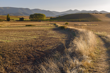 Landscape with vineyards in Badaran, La Rioja, Spain