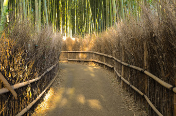 Kyoto, Japan at the bamboo forest
