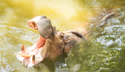 The hippopotamus in the Khao Kheow Open Zoo