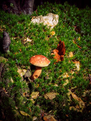 Fototapeta premium Wild mushroom Boletus Edulis growing in the forest