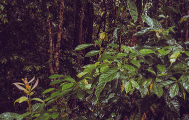 bush of leaves in the jungle