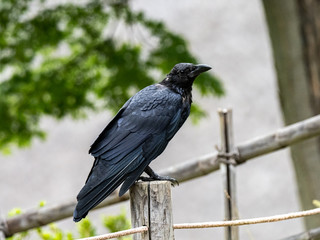 Japanese large-billed crow on an old fence post 1