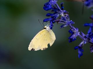 eastern pale clouded yellow butterfly on sage flowers
