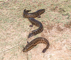 Caught predatory snakehead fish on the shore