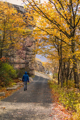 Obraz premium Miles of huckleberry bushes develop a crimson red color during fall outlining the white quartz sandstone trail and blue sky filled with clouds at Sam's Point, Cragsmoor, NY