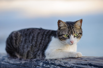 Getigerte liegende Katze