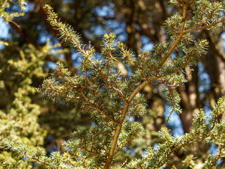 Cedrus atlantica | Atlas cedar or Atlas deodar with icy-blue foliage