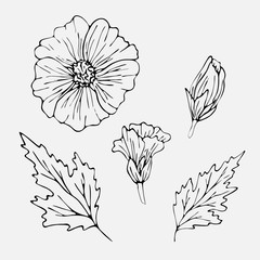 Set of althaea flowers and leaves for coloring book. Hand drawn illustration on isolated background.
