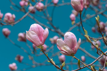 Pink magnolia flower.